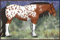 Horse Color:Bay Tobiano Appaloosa 