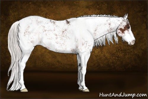 Horse Color:Silver Brown Sabino 