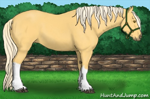 Horse Color:Palomino 