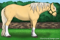 Horse Color:Palomino