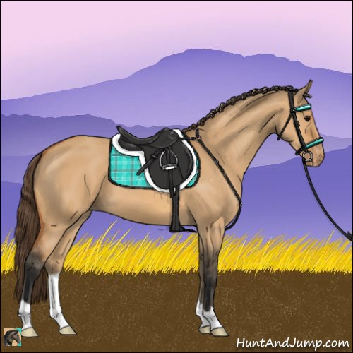 Horse Color:Bay Dun Appaloosa 