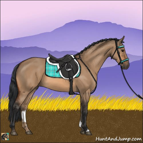 Horse Color:Bay Dun 