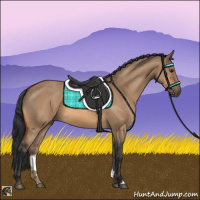Horse Color:Bay Dun 