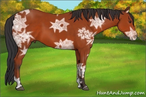 Horse Color:Bay Ice 