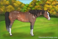 Horse Color:Bay Splash Rabicano