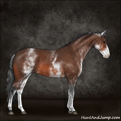 Horse Color:White Spotted Bay 
