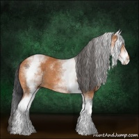 Horse Color:White Spotted Bay 