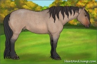 Horse Color:Bay Roan Dun 