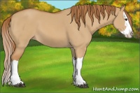 Horse Color:Red Dun Splash 