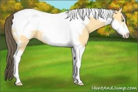 Horse Color:Amber Cream Champagne Tobiano Frame 