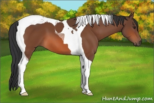 Horse Color:Brown Tobiano 