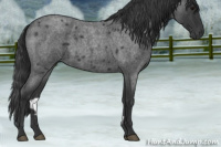 Horse Color:Blue Roan 