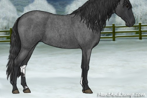 Horse Color:Blue Roan 