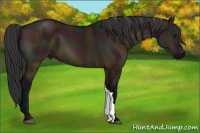 Horse Color:Midnight Bay Dun 