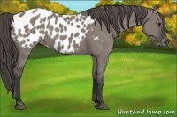Horse Color:Grullo Appaloosa 