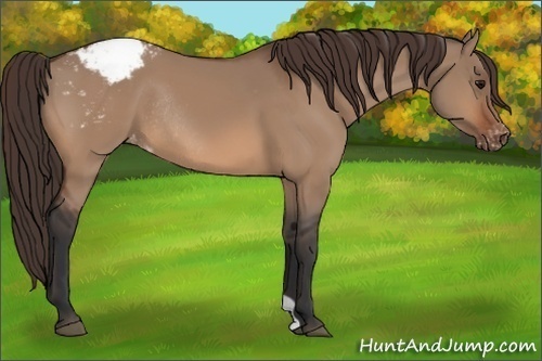 Horse Color:Bay Dun Appaloosa Rabicano 