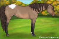 Horse Color:Bay Dun Appaloosa Rabicano