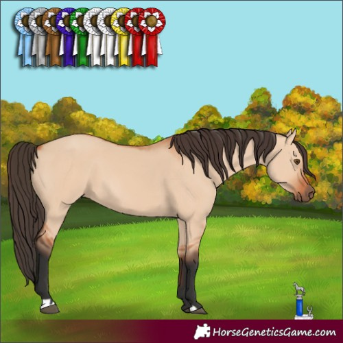 Horse Color:Bay Dun 