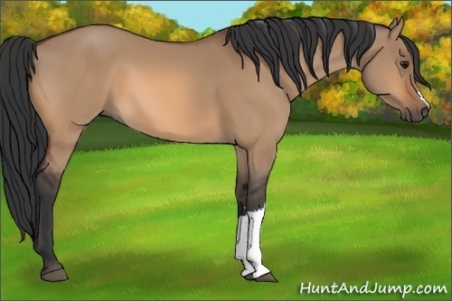 Horse Color:Bay Dun 