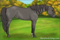 Horse Color:Grullo Appaloosa 