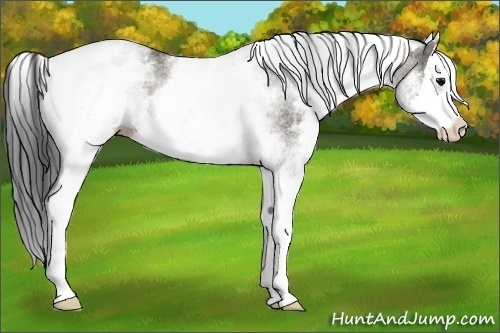 Horse Color:White Spotted Grullo Splash Rabicano 