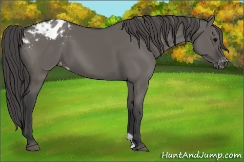 Horse Color:Grullo Appaloosa 