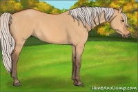 Horse Color:Silver Bay Dun 