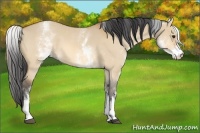 Horse Color:White Spotted Bay Dun 