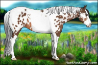 Horse Color:Bay Splash Tobiano Appaloosa