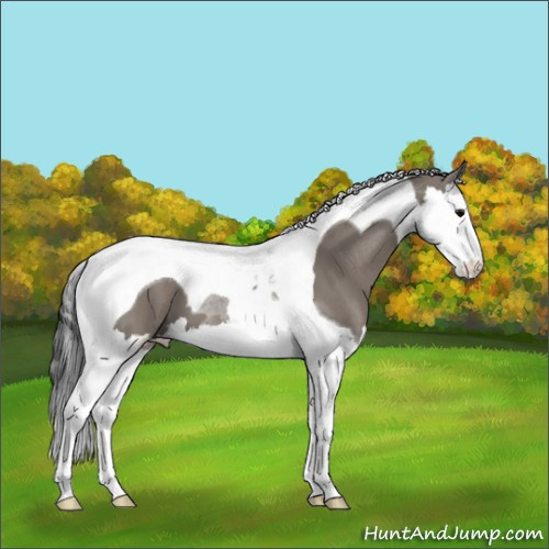 Horse Color:Grullo Splash Tobiano 