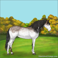 Horse Color:White Spotted Bay Sabino
