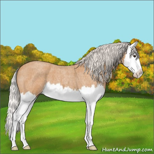 Horse Color:Silver Bay Roan Splash Varnish 