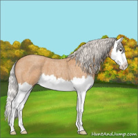 Horse Color:Silver Bay Roan Splash Varnish 
