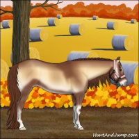 Horse Color:Red Onyx