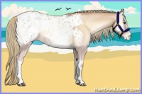 Horse Color:Red Onyx Pearl Mushroom Appaloosa 