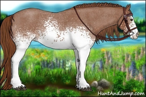 Horse Color:White Spotted Red Roan 