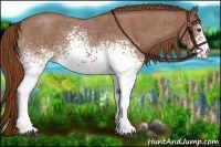 Horse Color:White Spotted Red Roan 