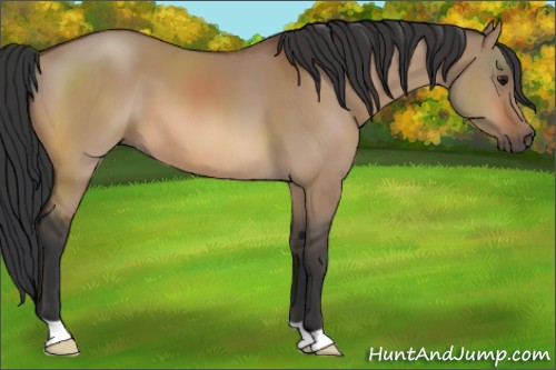 Horse Color:Bay Dun