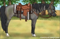 Horse Color:Grullo 