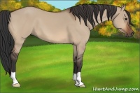 Horse Color:Bay Dun 