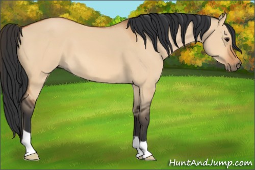 Horse Color:Bay Dun 