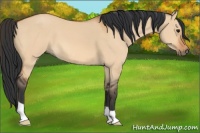 Horse Color:Bay Dun