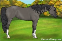 Horse Color:Grullo 