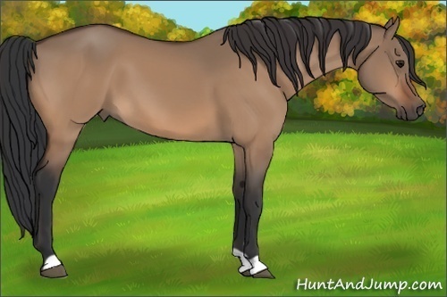 Horse Color:Bay Dun 