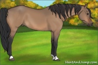 Horse Color:Bay Dun 