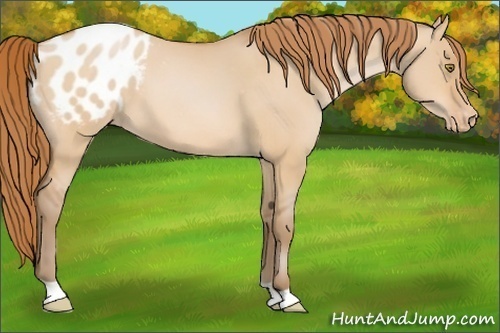 Horse Color:Bay Pearl Dun Appaloosa 