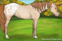 Horse Color:Bay Pearl Dun Appaloosa 