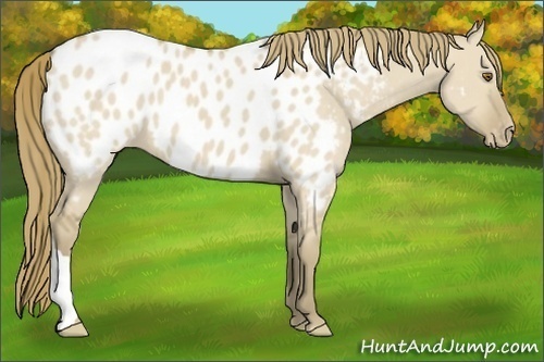 Horse Color:Classic Cream Champagne Dun Appaloosa