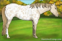 Horse Color:Classic Cream Champagne Dun Appaloosa 