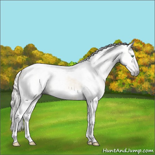 Horse Color:Gray Silver Amber Cream Champagne Roan Dun Splash Tobiano Frame Appaloosa Rabicano 